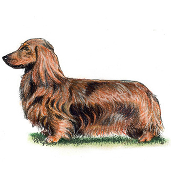 Dachshund - Long Haired - Click Image to Close